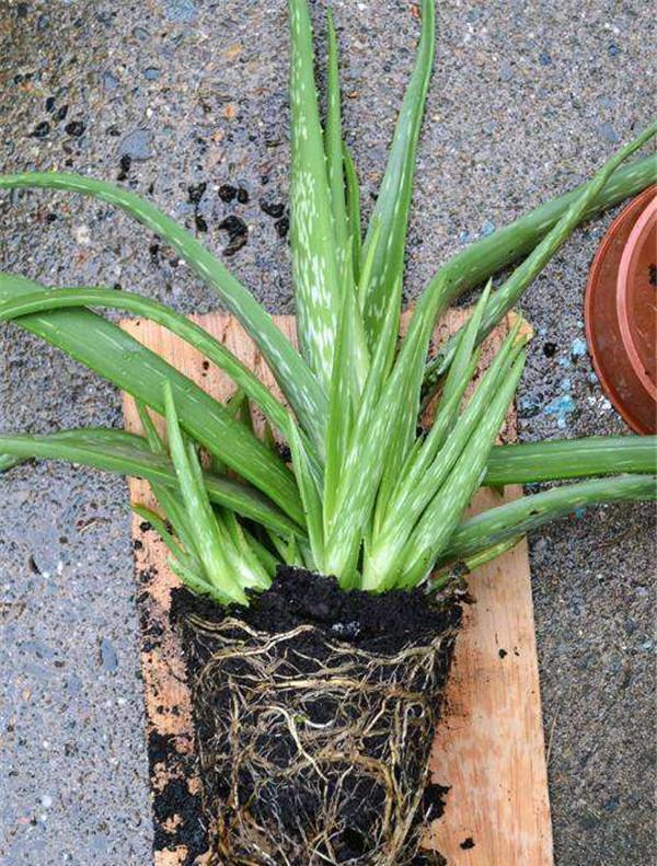 枸杞树怎么种植方法