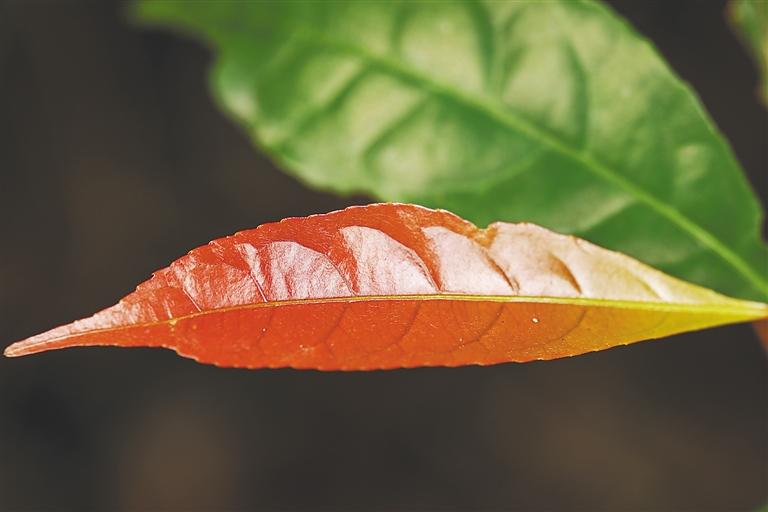 龟背竹扦插：繁殖新植株的简易指南