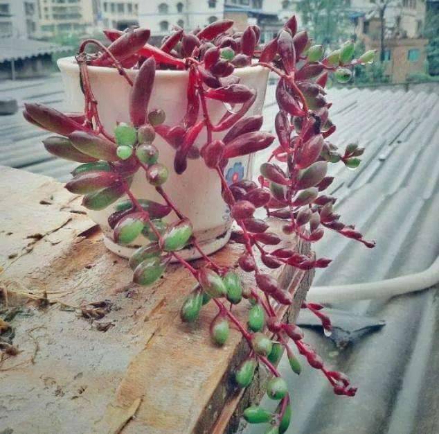 多肉扦插方：掌握技巧，轻松繁殖多肉植物
