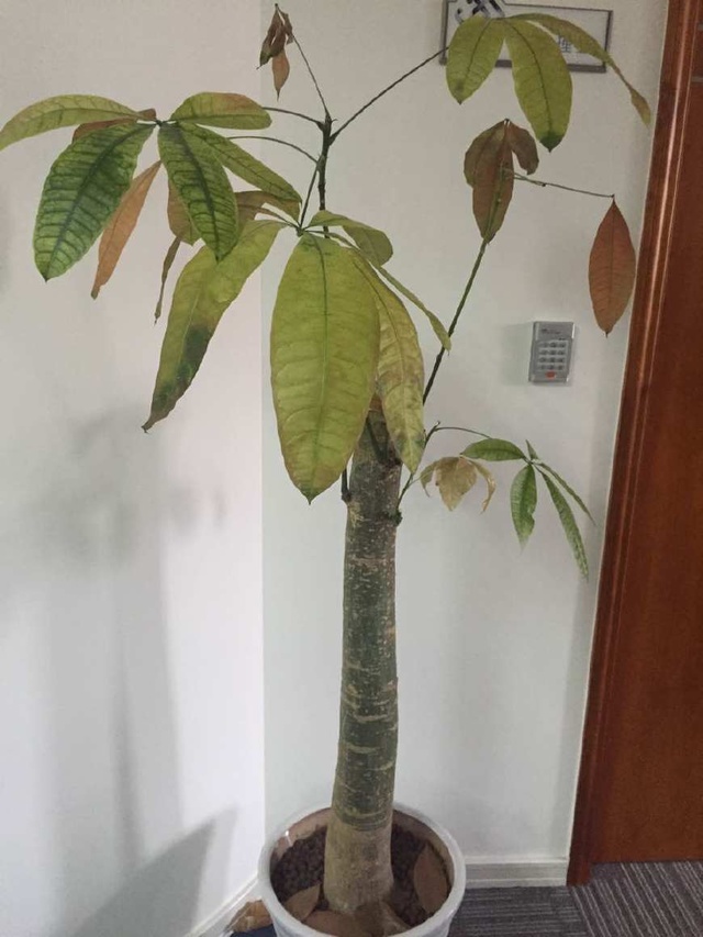 棕竹的繁殖方法：详解分株与扦插技巧