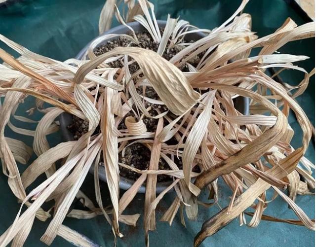 小茴香种子的种植方法