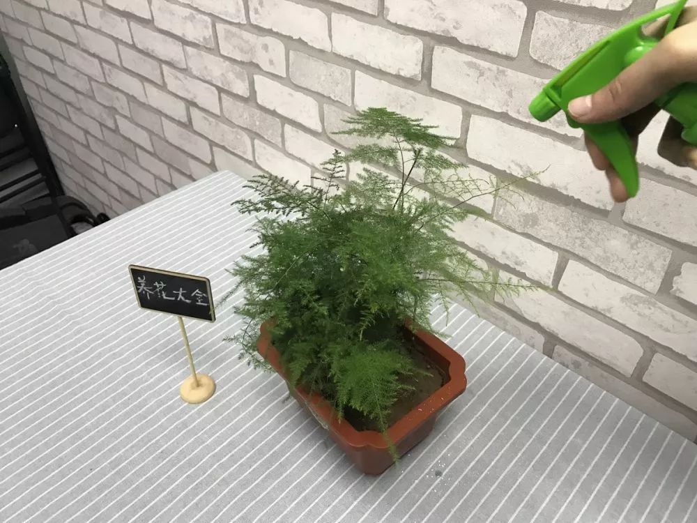 重瓣三角梅的养殖方法