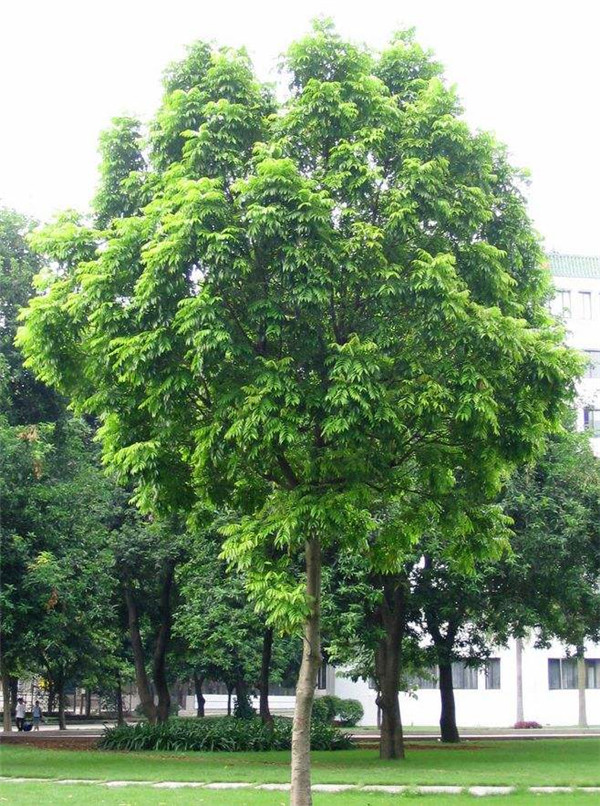 阳台蔬菜种植方法：打造城市里的绿色家园
