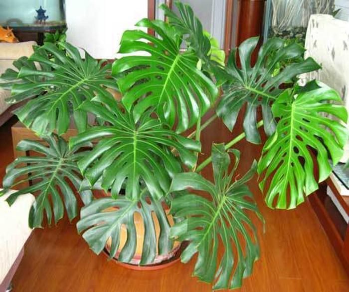 # 秋葵籽怎么种植方法：种植技巧与要点全解析