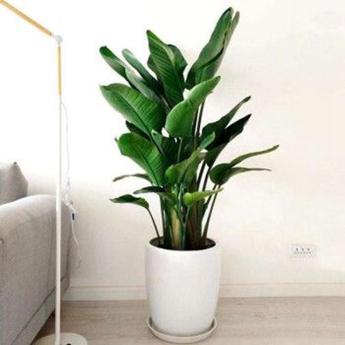# 秋葵籽怎么种植方法:种植技巧与要点全解析 # 秋葵籽怎么种植方法:种植技巧与要点全解析