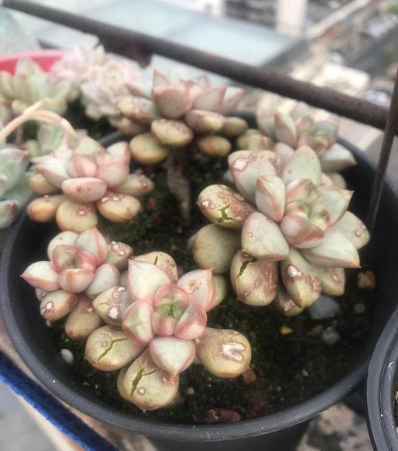 金钻烂根了的补救方法：拯救你的绿色伙伴