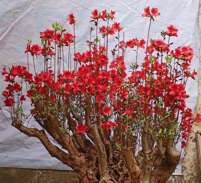 红玫瑰花种子种植方法