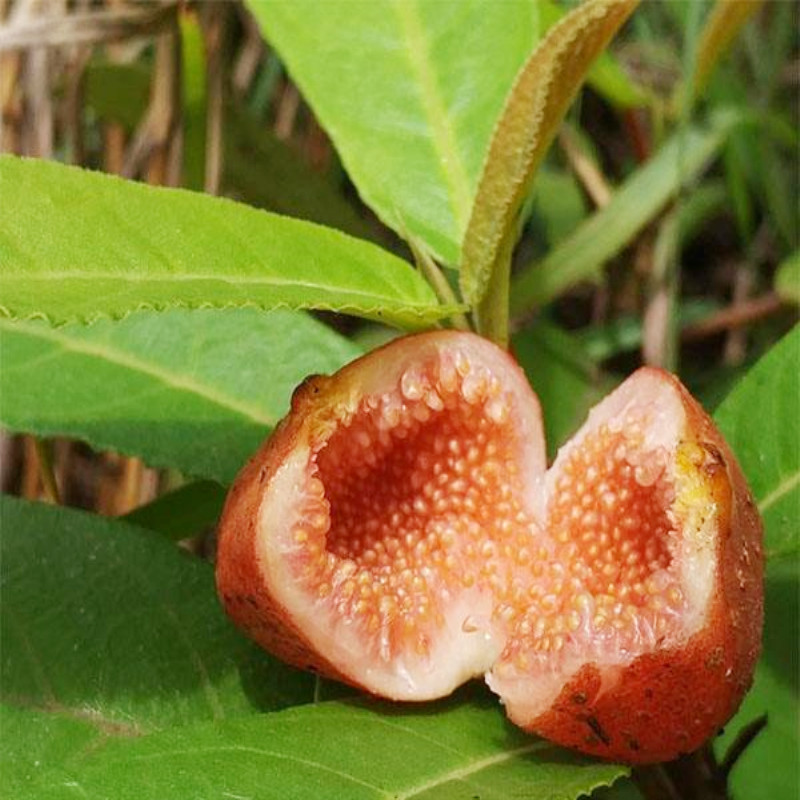 # 无花果树种植方法:掌握技巧,收获丰富果实 # 无花果树种植方法:掌握技巧,收获丰富果实