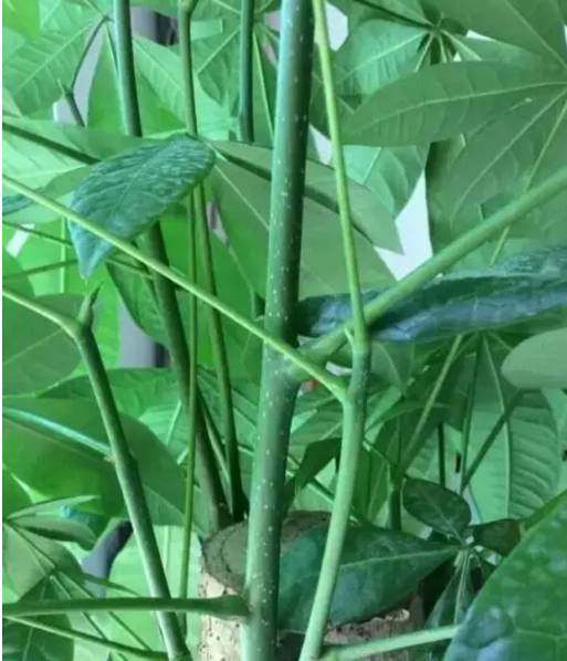 山羊喂养方法：科学饲养，助力健康成长