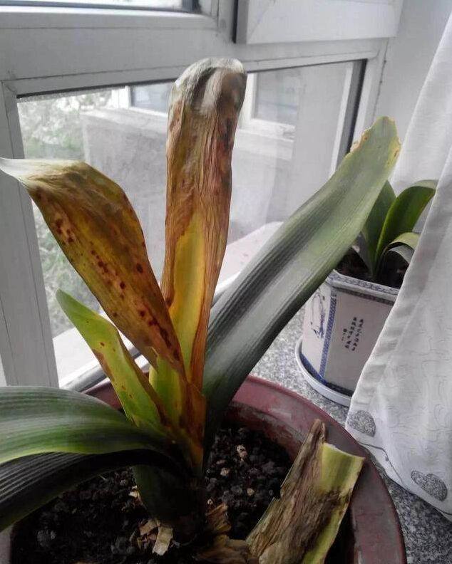 青椒种植方法：掌握关键技巧，收获丰硕果实