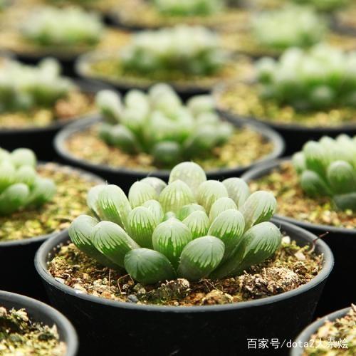 人生种植方法：耕耘心灵，收获幸福