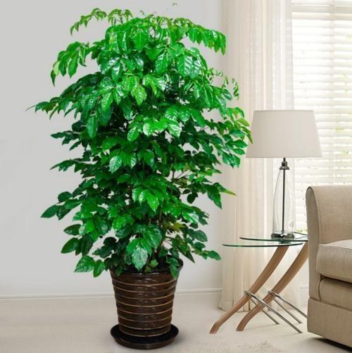 葱的种植方法：掌握要点，轻松种植绿色佳肴