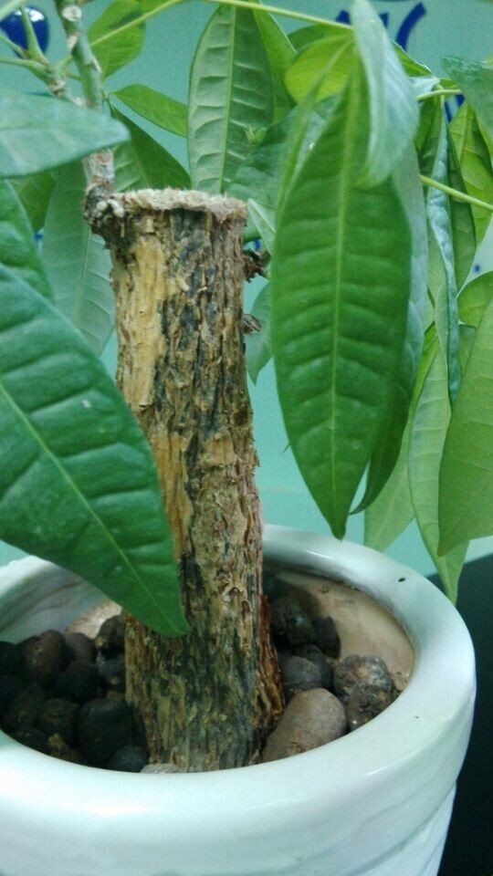 羊粪的特点和使用方法