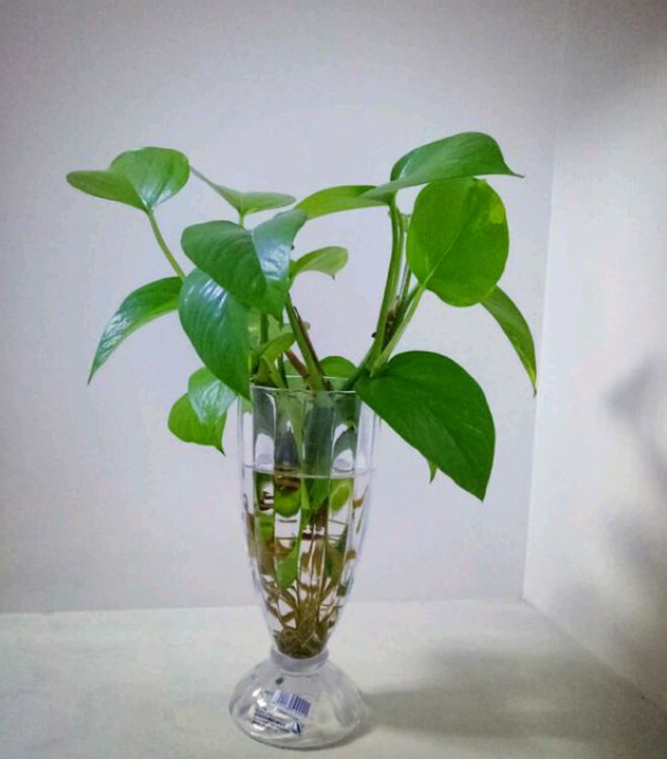 吊兰根部修剪方法图解：养植专家的详细指南