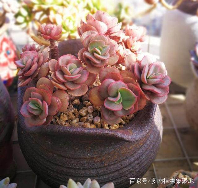 草莓苗怎么种植方法：园艺爱好者的指南