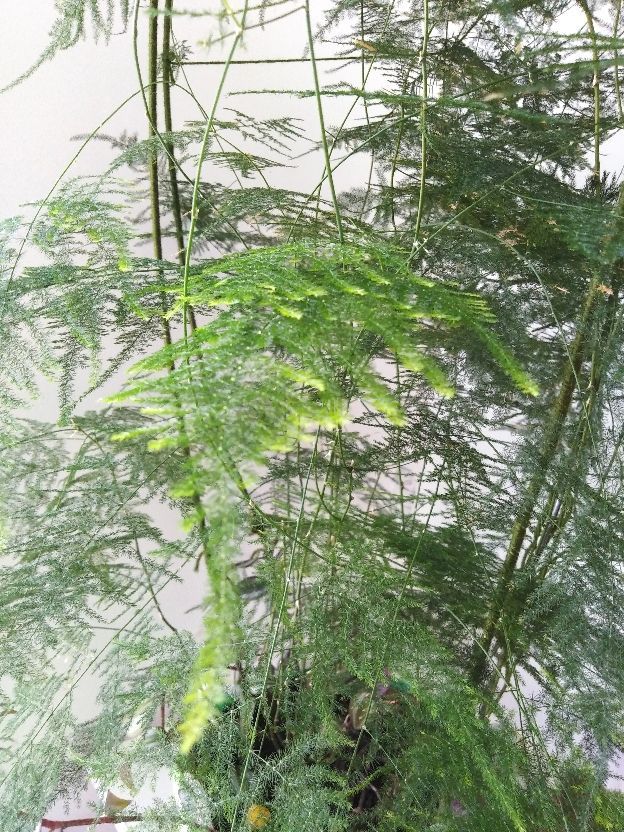 山影仙人掌养殖方法