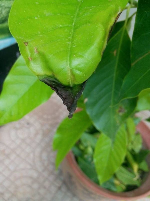 摇钱树养殖方法：让你的绿色财富茁壮成长