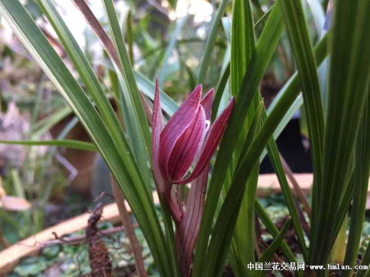 奶牛的饲养方法：全面指南