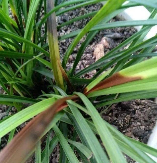 # 八月瓜的种植方法 # 八月瓜的种植方法