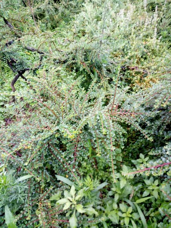 # 八月瓜的种植方法 # 八月瓜的种植方法