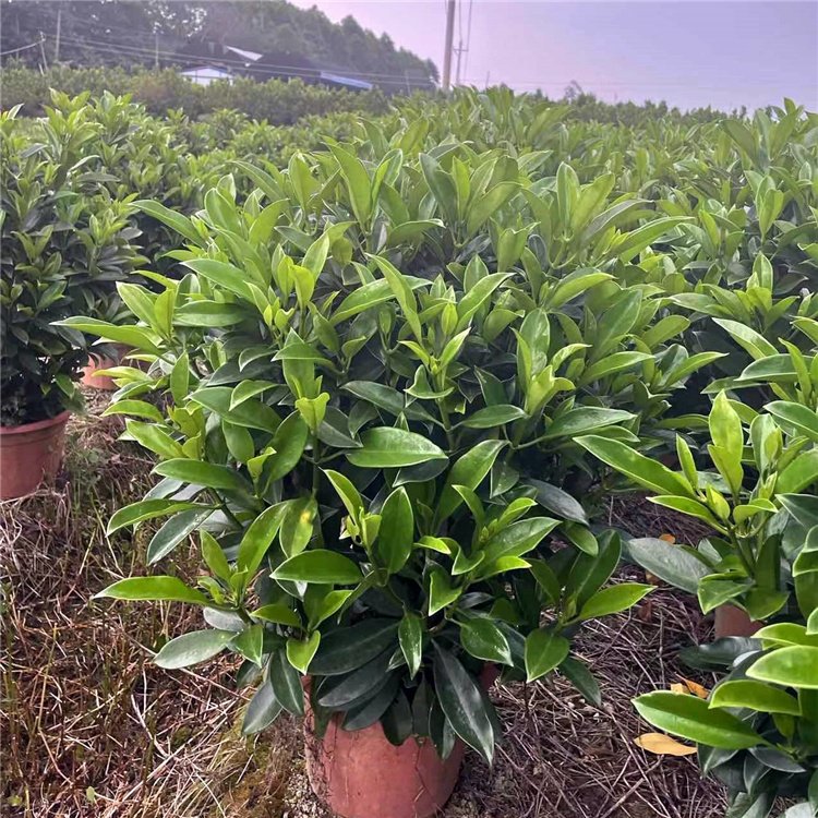 竹虫养殖方法：开启你的特色养殖之路