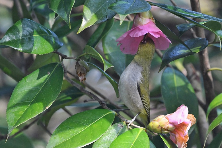 百合花的种植方法：打造优雅花坛的秘密武器