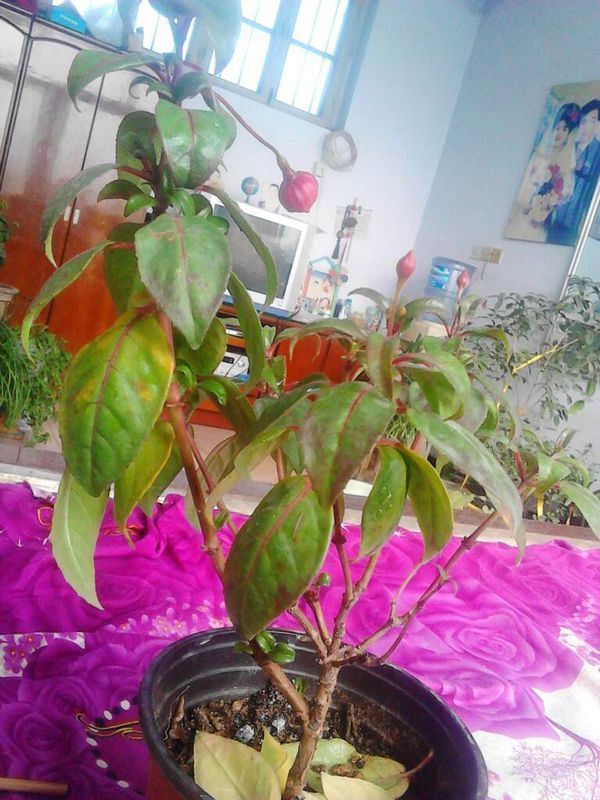 红花的种植方法：掌握技巧，收获繁花似锦