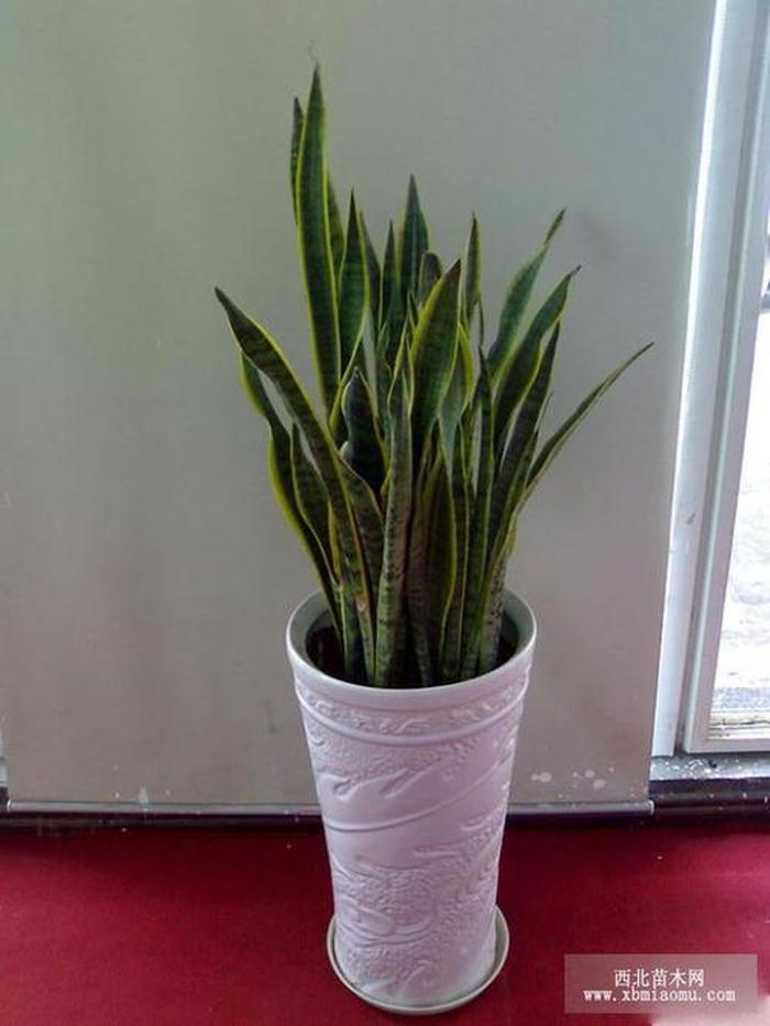 双孢菇的种植方法：掌握关键步骤，实现高质高产