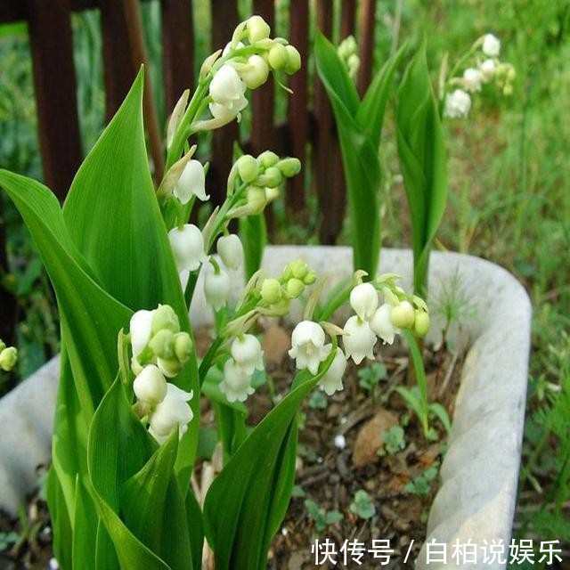 梅花有盆栽吗？探索梅花盆栽的养护之道