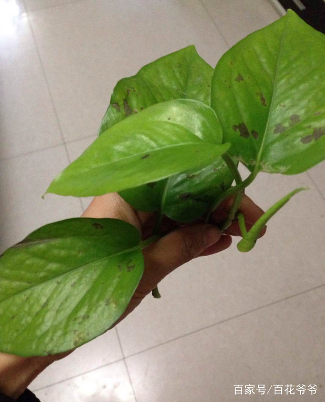 樱花盆栽养殖方法：美丽春光的秘密