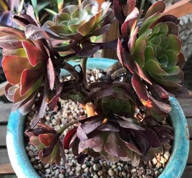 石榴的盆栽种植方法
