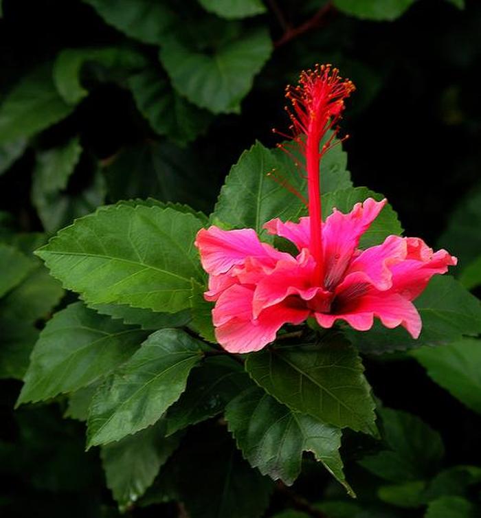 盆栽百合花多少钱？揭开价格背后的秘密