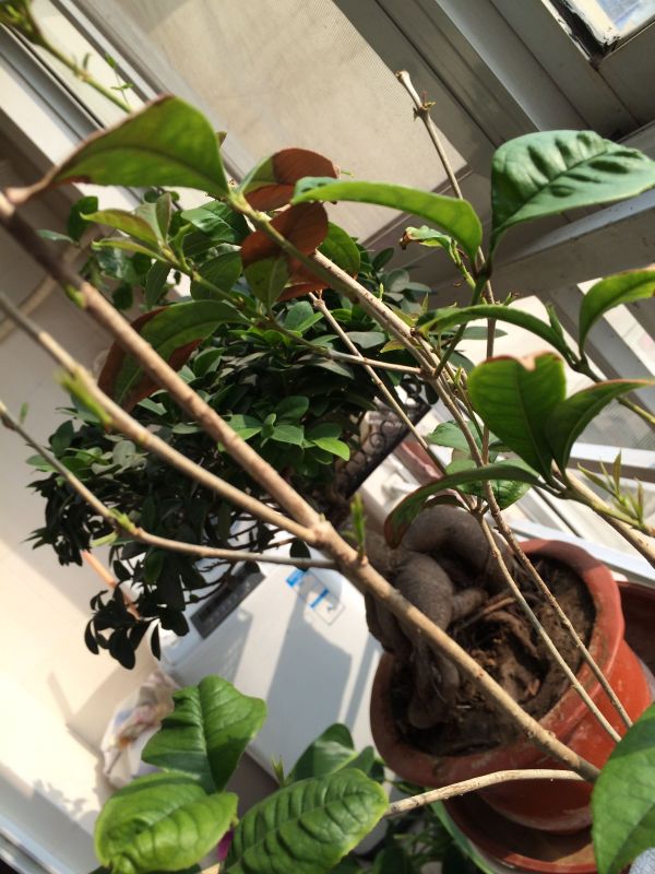 盆栽金桔几月份开花？揭开金桔花期的秘密
