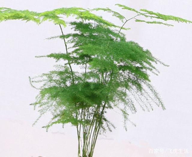 盆栽柠檬如何剪枝：打造健康茂盛的盆栽柠檬树