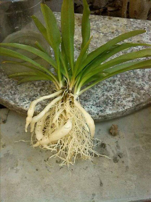 植物盆栽名称大全集：探索绿意盎然的世界