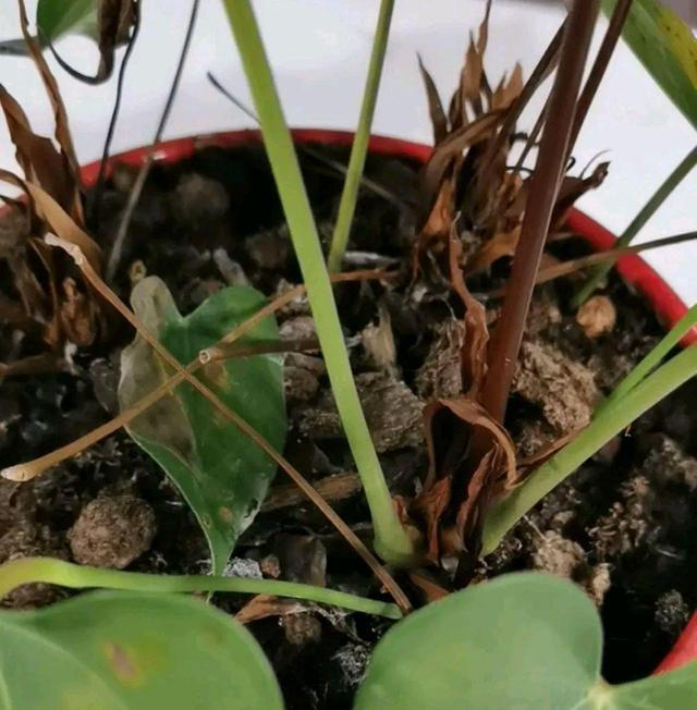 盆栽吊兰有毒：揭开真相与养护指南