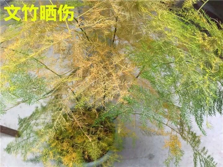 旱金莲的扦插方法：详解步骤与技巧