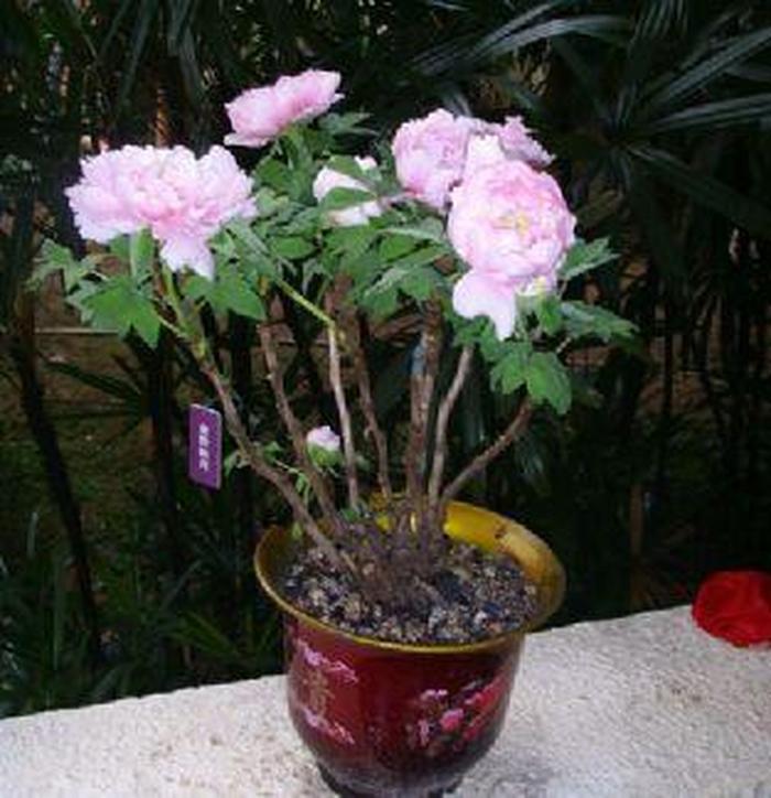 木芙蓉水扦插：轻松掌握繁殖技巧