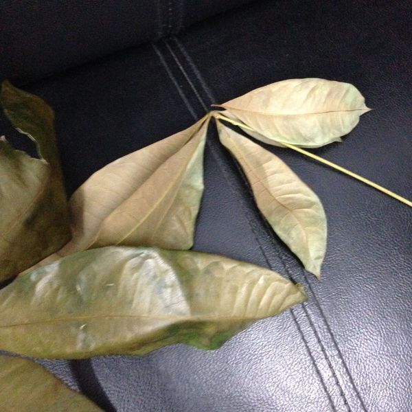、 、