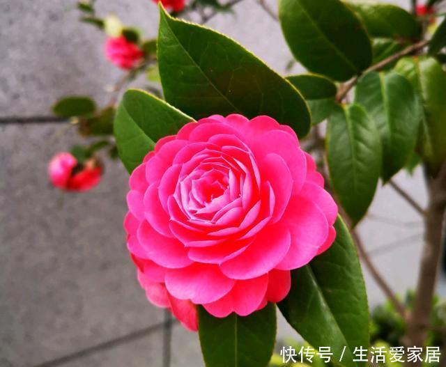 大岩桐叶片扦插：繁殖新植株的简易指南
