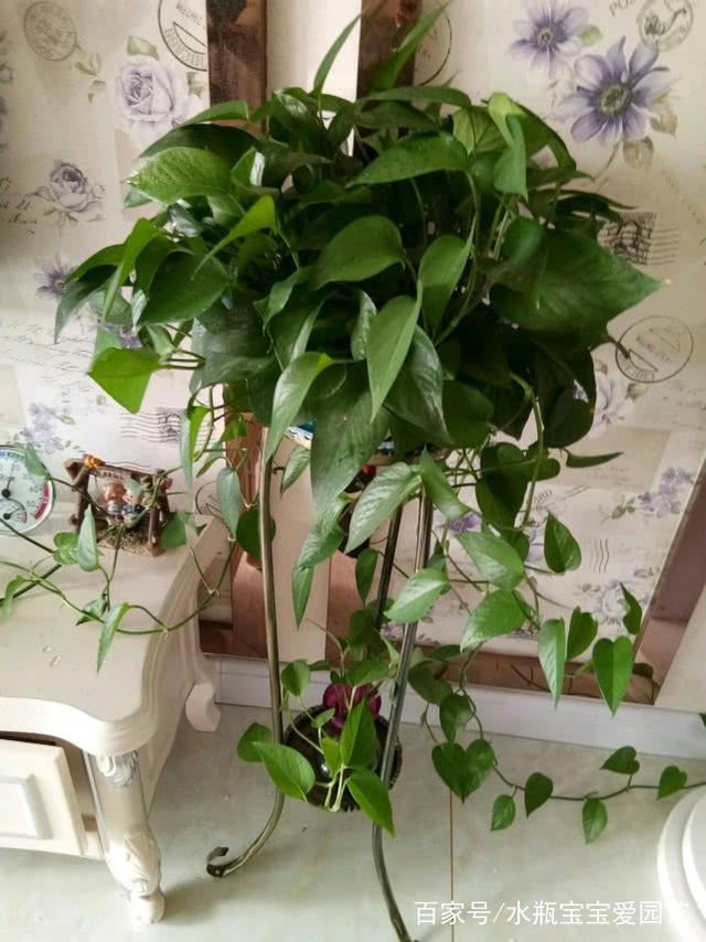 绿萝怎么扦插 - 植物养殖园丁分享详细教程