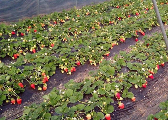 菊花用水扦插方法：掌握技巧，轻松繁殖美丽菊花
