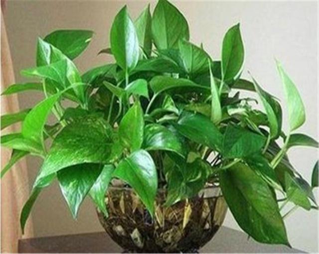 鱼腥草怎么种植方法：详解种植技巧与养护要点
