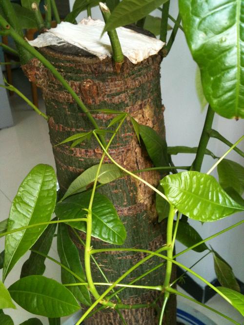 百香果如何种植方法：种植技巧与养护指南