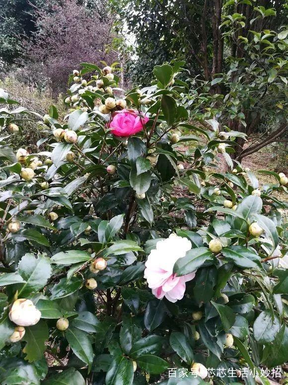 菜椒种植方法：掌握要领，实现丰收