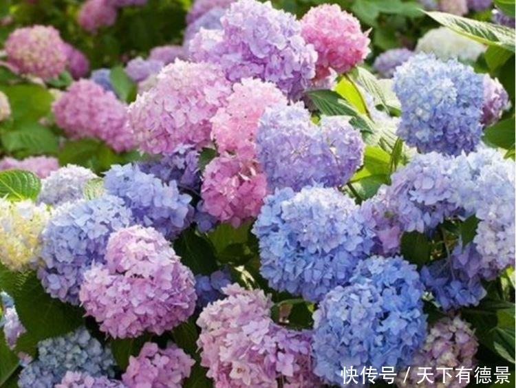 迎春花嫩枝扦插：春季繁殖新技巧