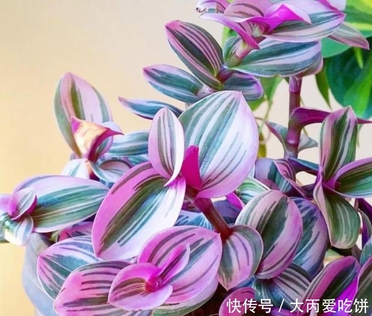 养泥鳅的方法：全方位养殖指南