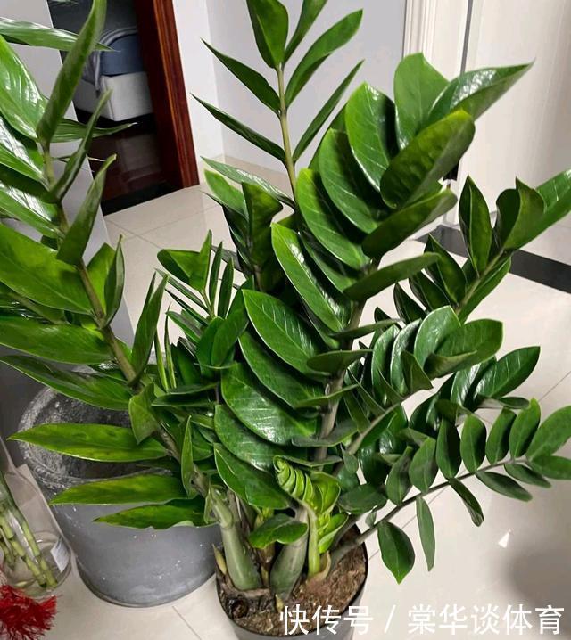 ### 种蒜的方法：让您的蒜苗茁壮成长