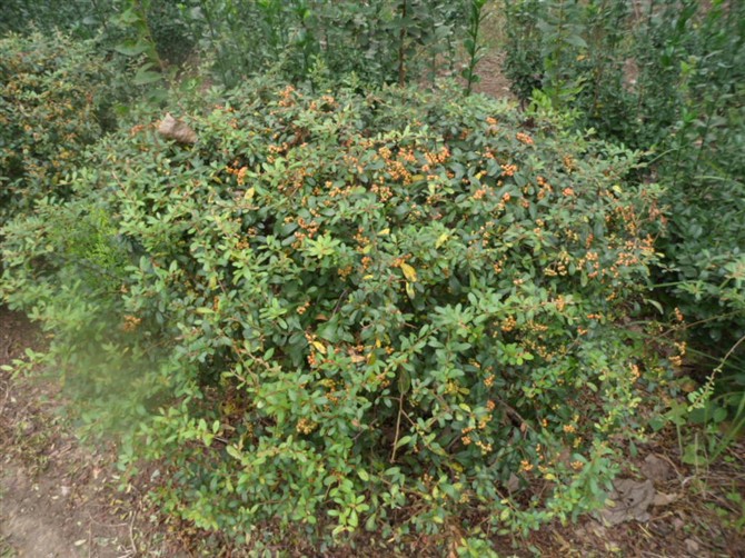 香芋种植方法：掌握关键步骤，收获丰硕成果