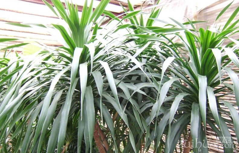 肉肉怎么养殖方法：多肉植物养护全攻略